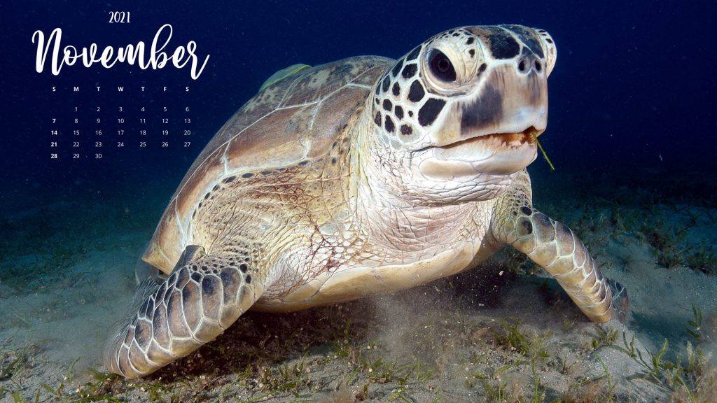 Greenpeace Africa Calendar Desktop